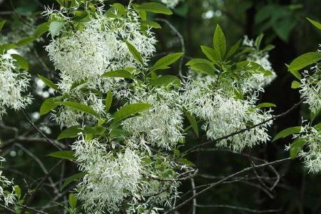 American Fringe Tree (Chionanthus Virginicus)